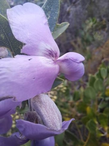 Podalyria calyptrata flower and other parts